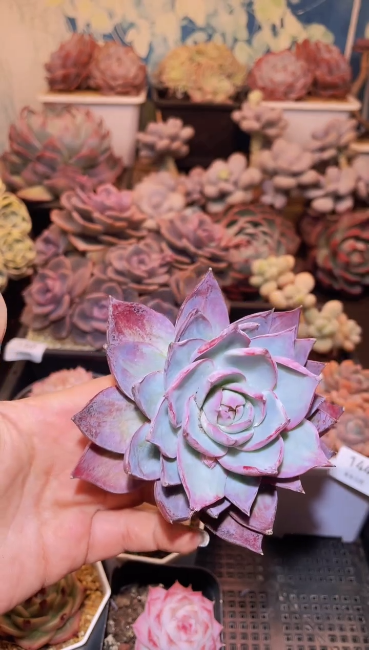 【闪购商品】151惊鸿仙子多肉