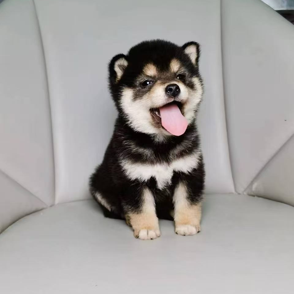 （柴宝萌宠）狗狗活体