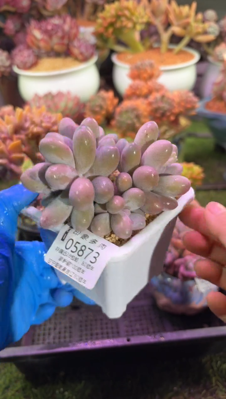 【闪购商品】05873