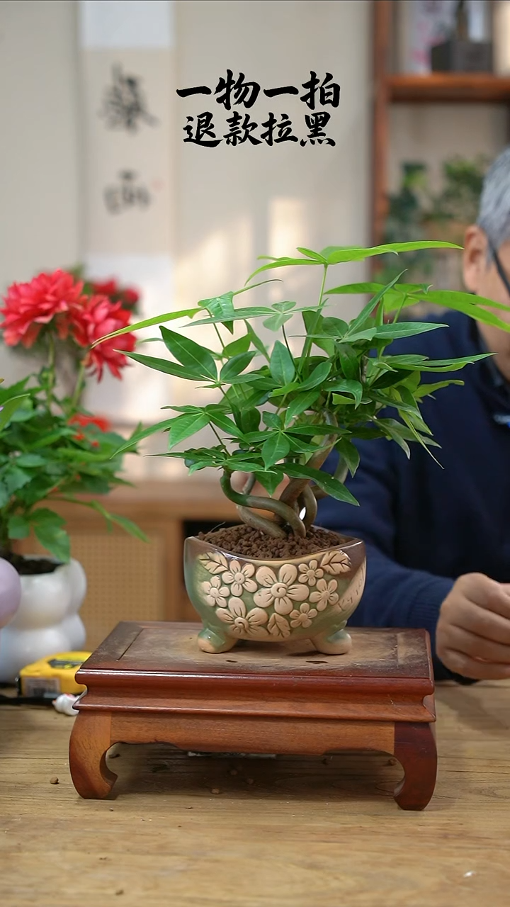 完全开放H****e发财树030