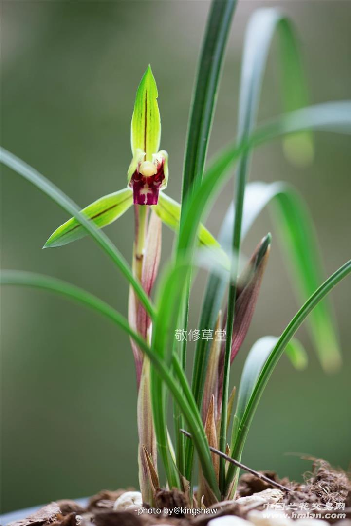 【直播链接】兰花春兰建兰莲瓣兰寒兰墨兰等兰花-裸根兰花