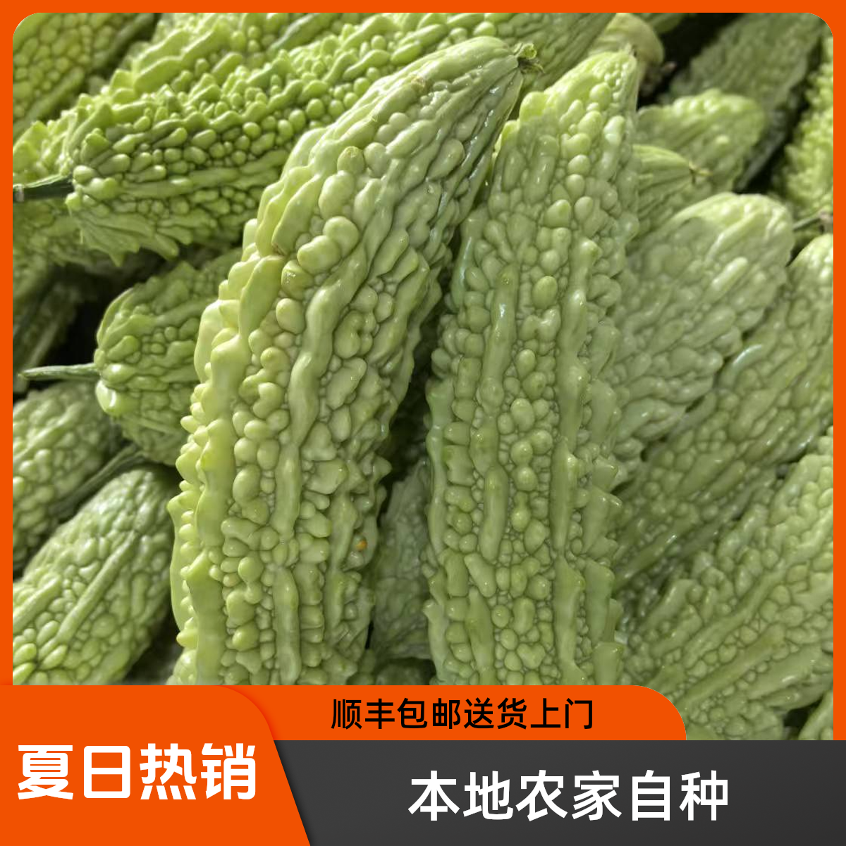 农家本地自种白玉苦瓜顺丰包邮新鲜采摘直发苦瓜新鲜白苦瓜