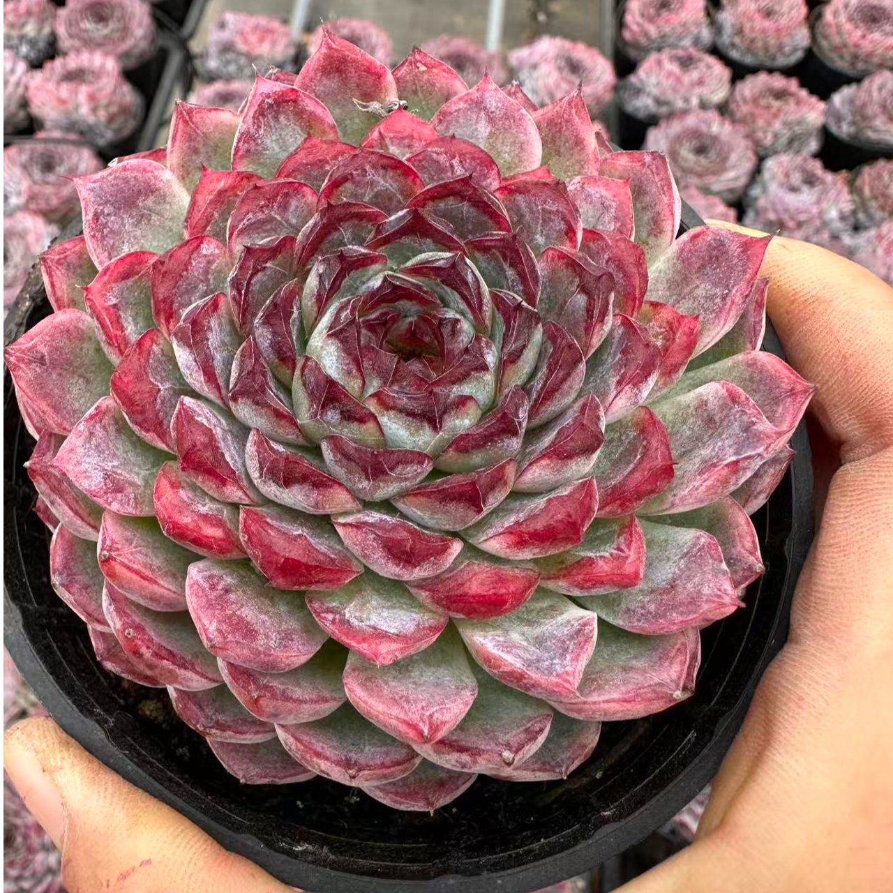 10#葵花宝典优秀版多肉植物 前男友精品多肉 SM0662