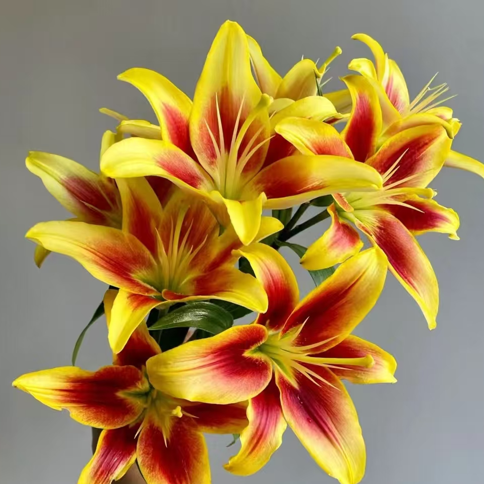 【皇冠百合】 收到需醒花 云南鲜花批发基地直发【叁叁鲜花】