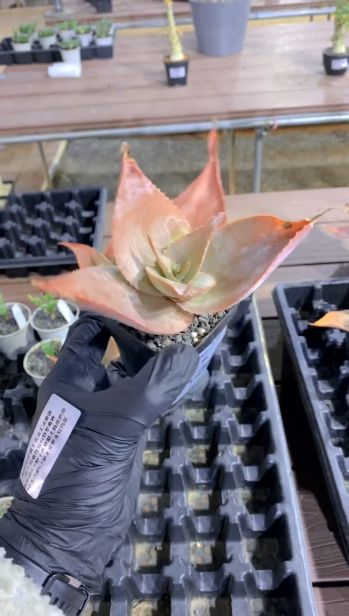 【闪购商品】伊玛洛特脱土FB-70