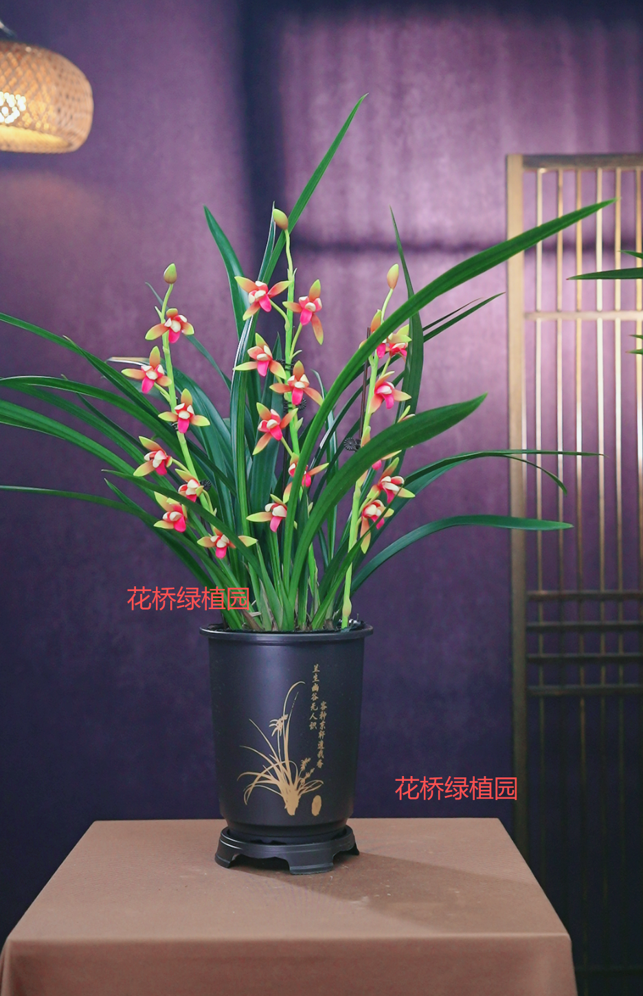 F【3-5支花】浓香中国红古风花盆栽好室内阳台兰花绿植盆栽基地直销