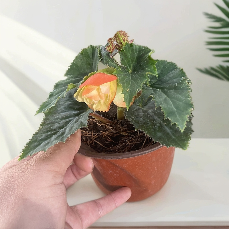 【浓香白桃】景观海棠多年生四季开花耐热 欧洲花卉之星奖