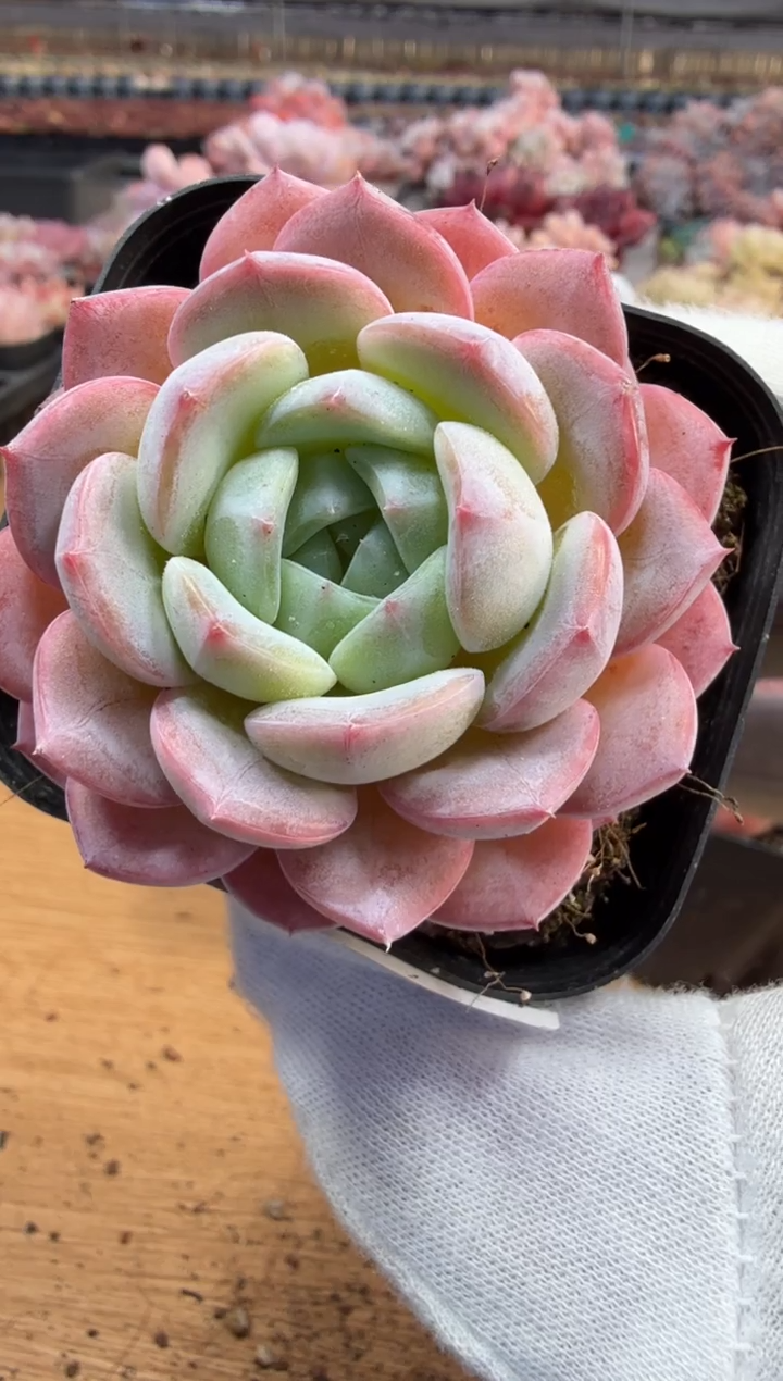 东云多肉园三店-200