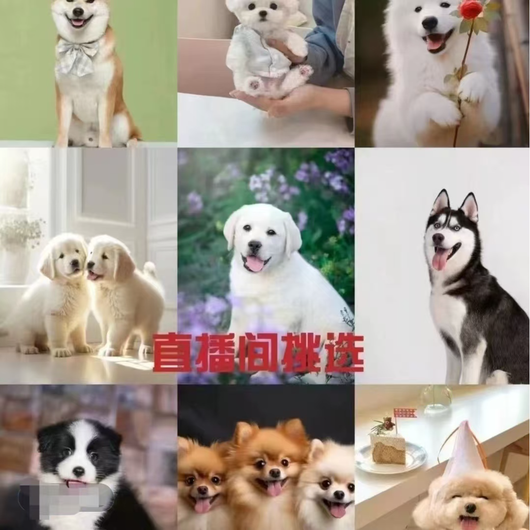 直播间专属狗狗活体链接1，以直播间实物为准