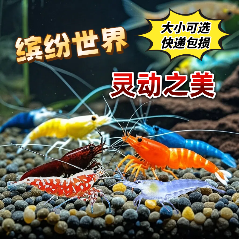 鱼缸除藻观赏虾彩色小虾宠物活体樱花极火琉璃水晶虾淡水工具虾壹