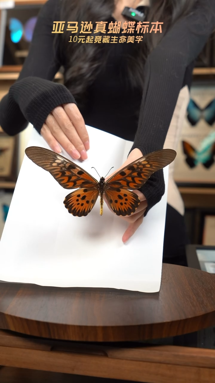 定制-长翅德凤蝶博物级别装裱收藏级竞拍