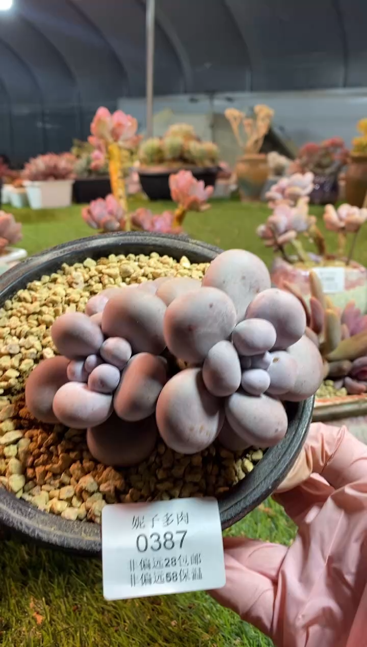 【闪购商品】0387a