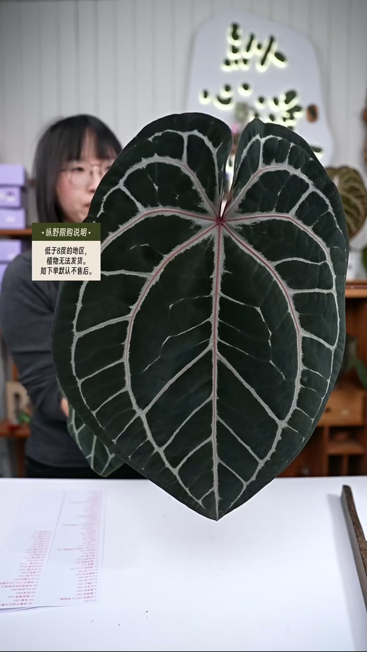 完全开放Y81玄紫 