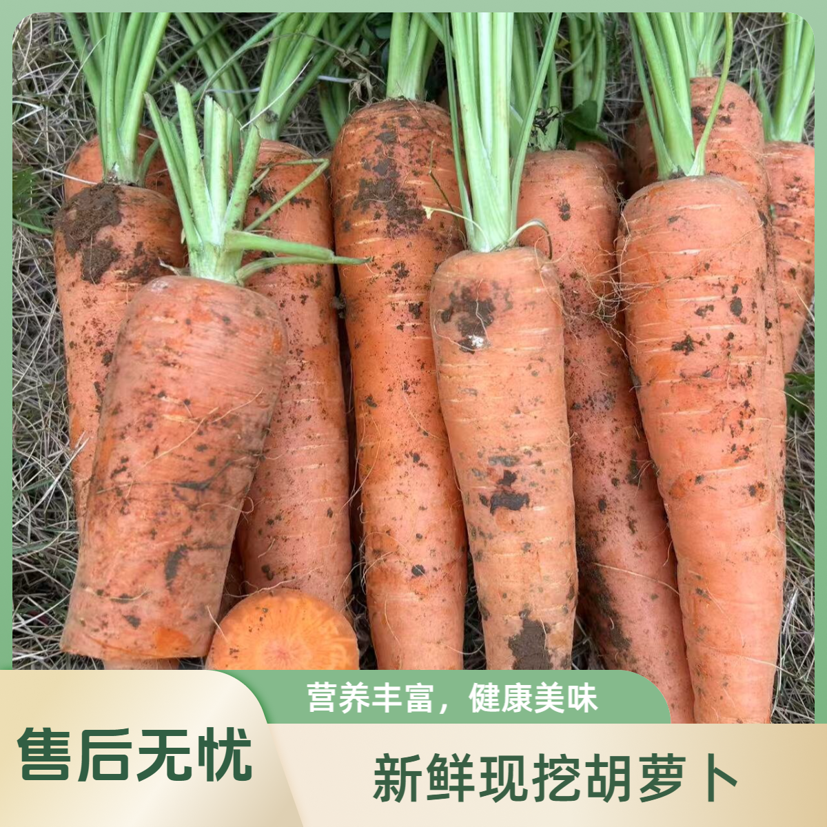 【顺丰包邮】粤北高山地区农家种植胡萝卜新鲜采摘现挖现发新鲜时蔬种植