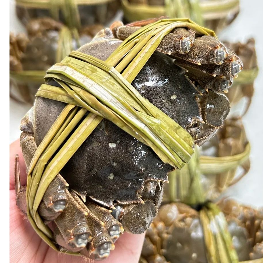 （活蟹）鲜活全母2.3-2.5两母蟹.10只-8只（精挑蟹）东营黄河口 盐碱地口感鲜甜