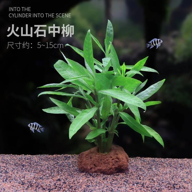 中柳水草鱼缸懒人真水草植物鱼缸新手易养净水易活活体