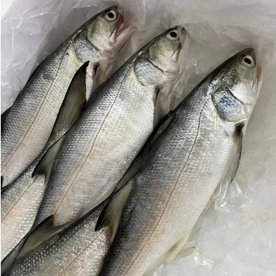 6条4斤新鲜马友鱼 鲜活速冻发货 顺丰包邮