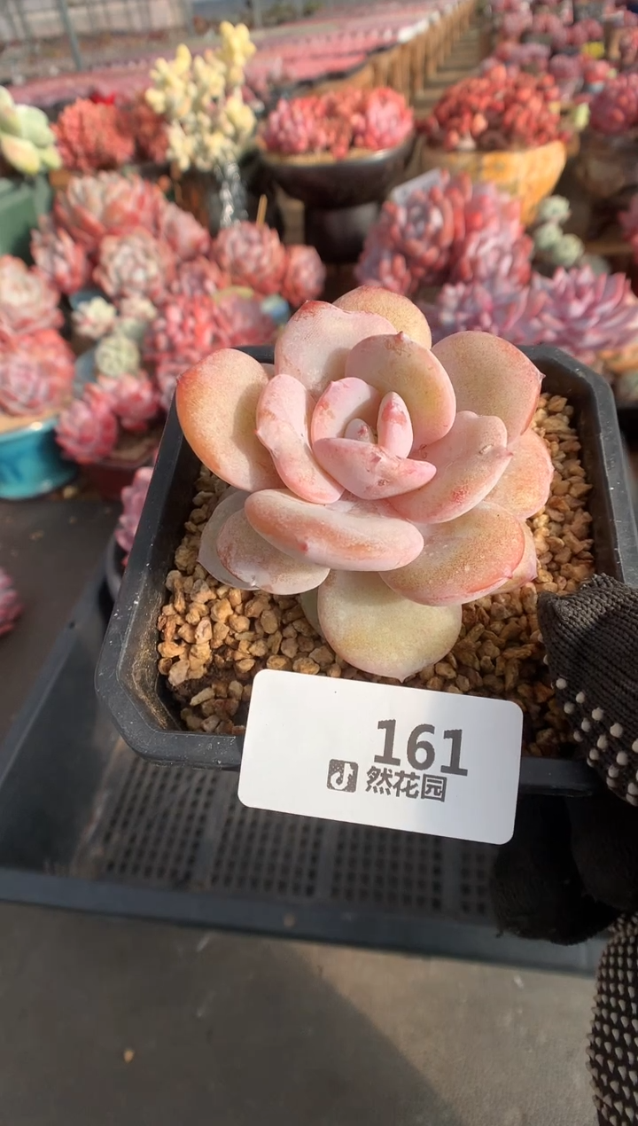 161奶茶一物一拍多肉植物