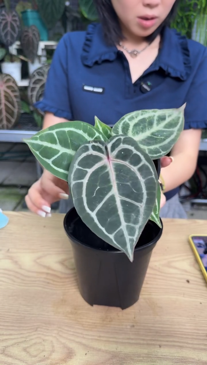 完全开放859    红虎