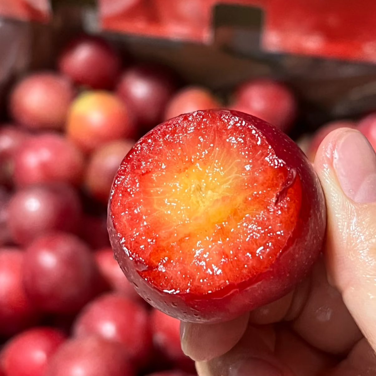 智利进口樱桃李2-5斤装 脆甜爆汁 顺丰包邮