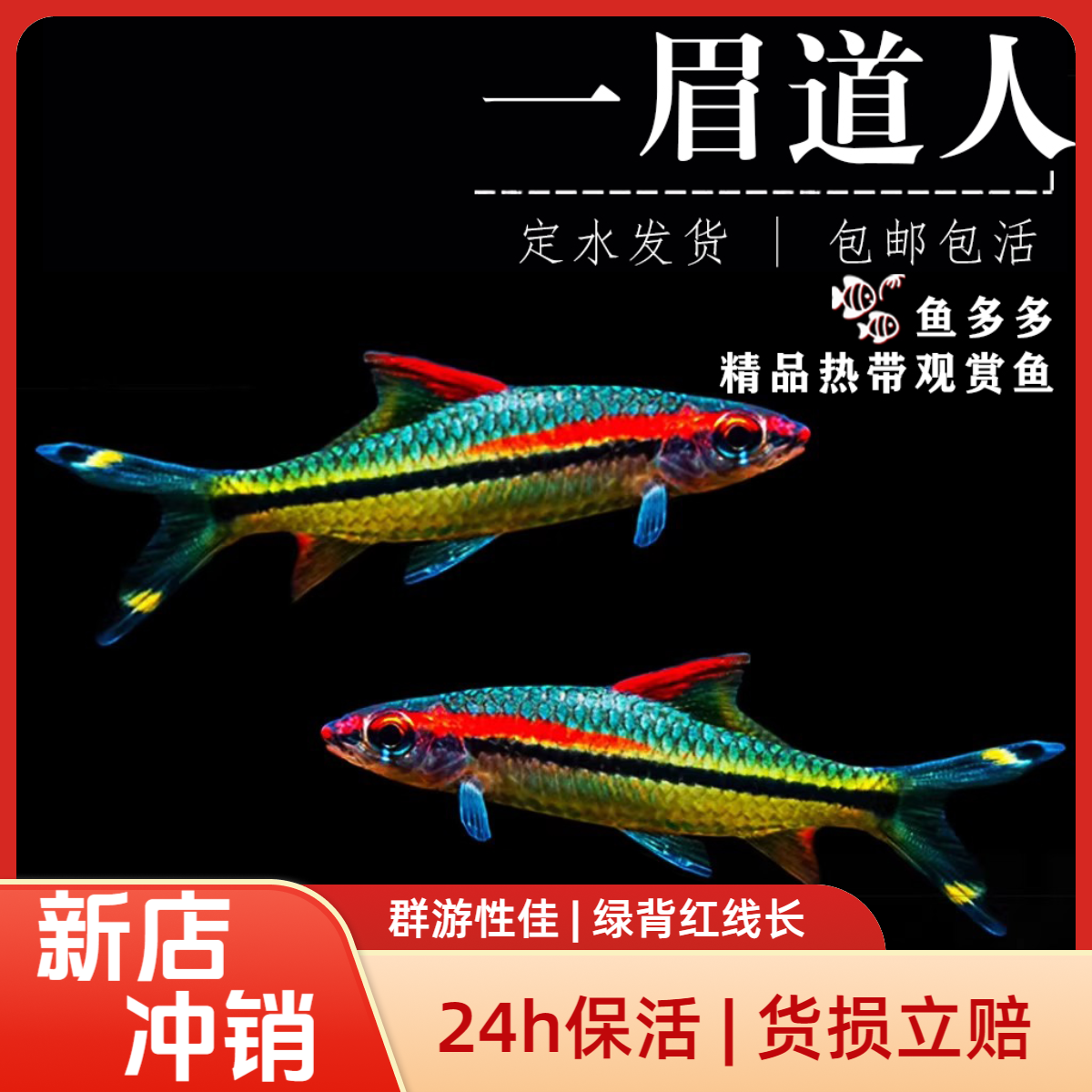 【新店冲销】F1一眉道人灯科鱼热带观赏鱼群游鱼好养易活包邮包损
