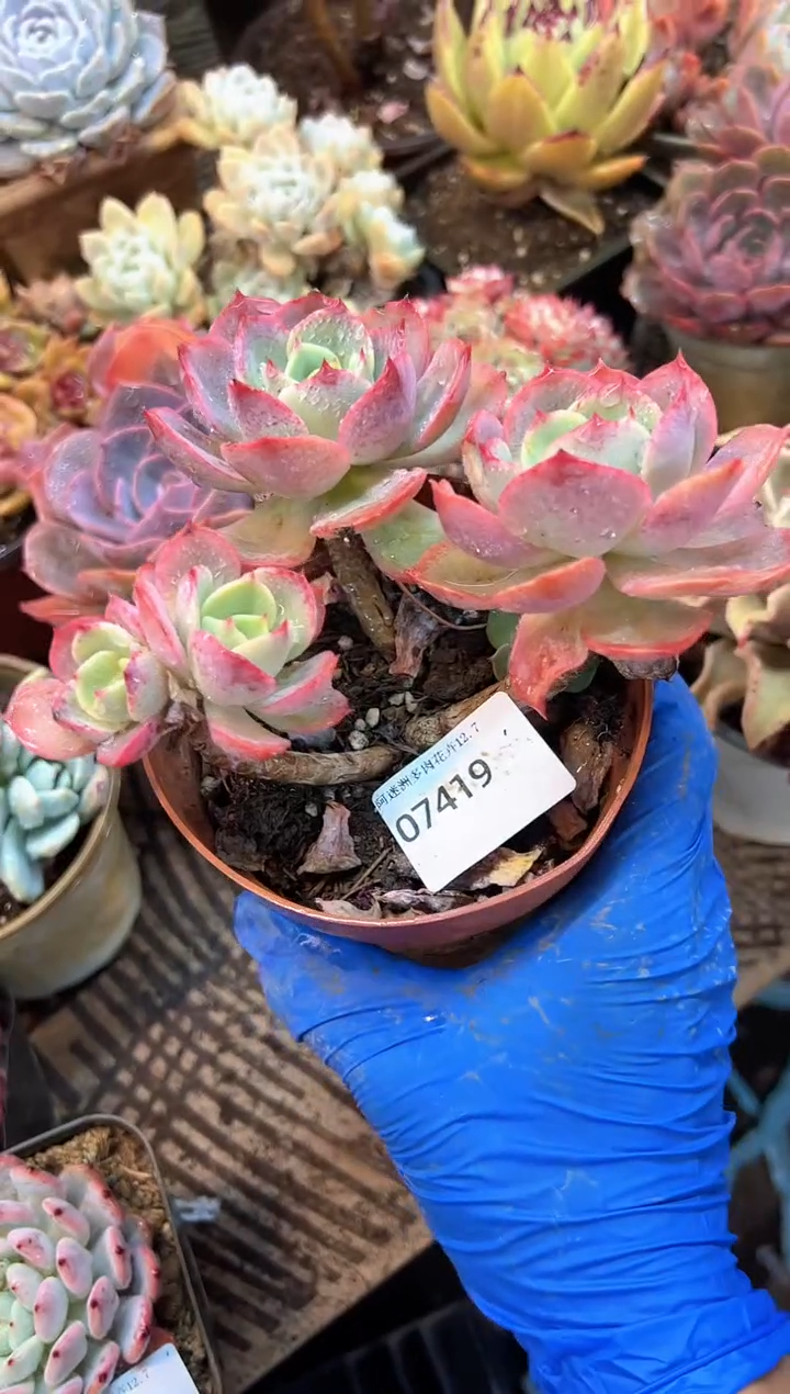 s****晓多肉植物一物一拍07419