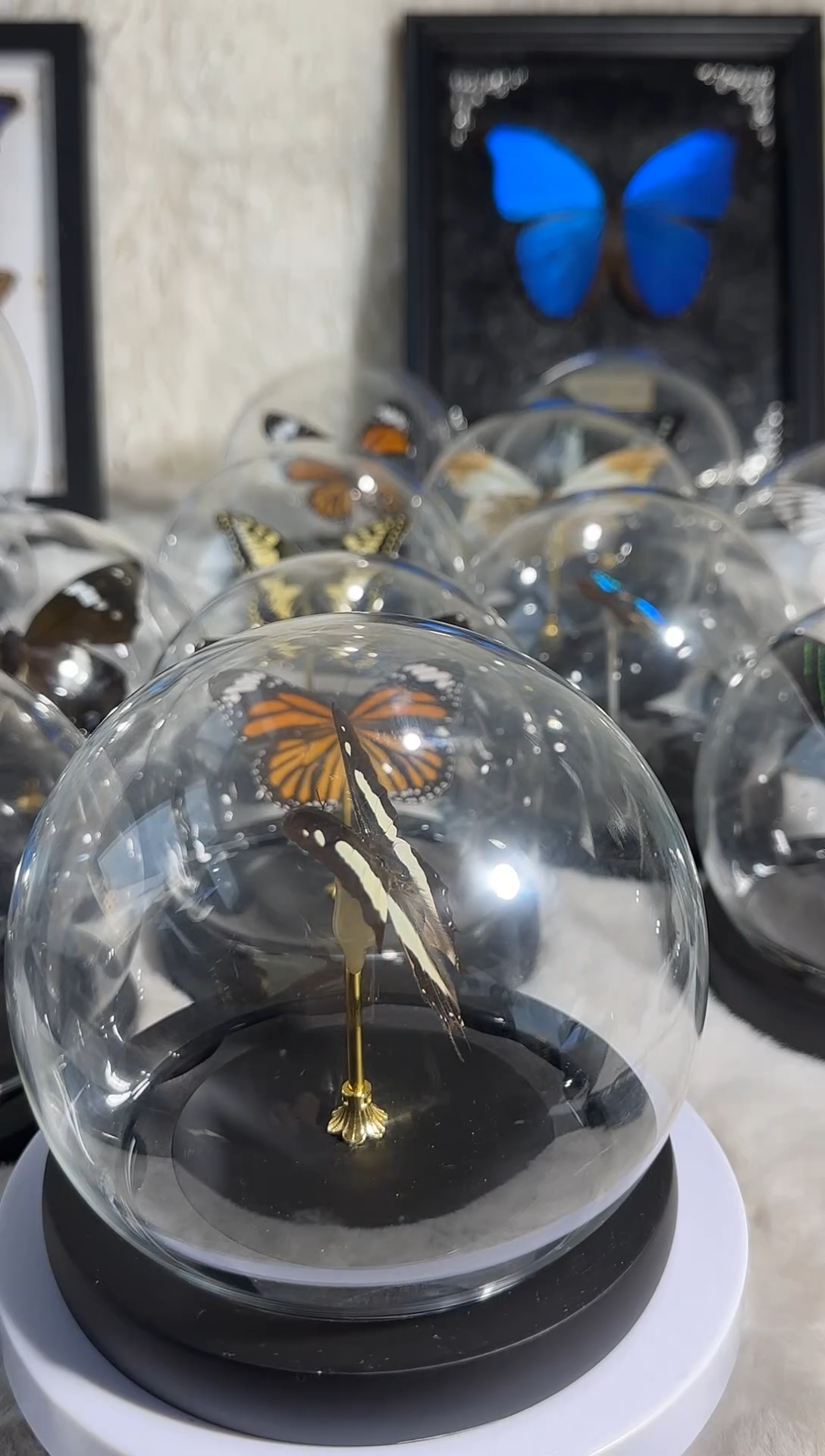 窄斑尾蛱蝶水晶球真实蝴蝶