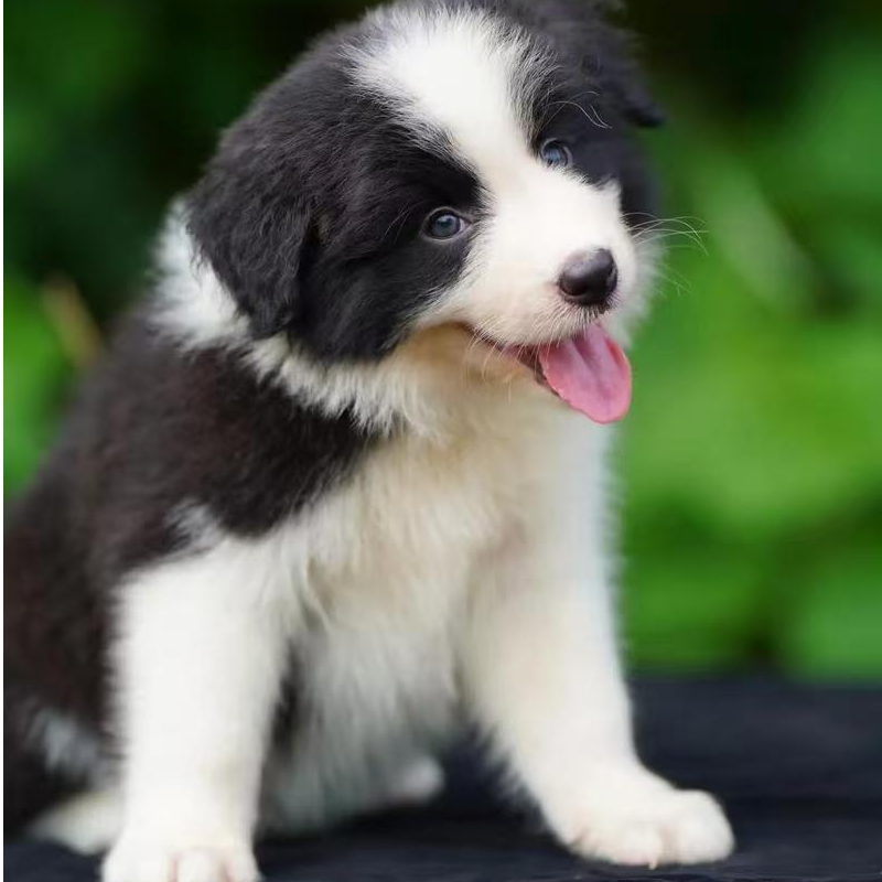 【贱哥】边牧宠物活体小狗狗幼犬边境牧羊犬家养中型犬陨石黑白三色