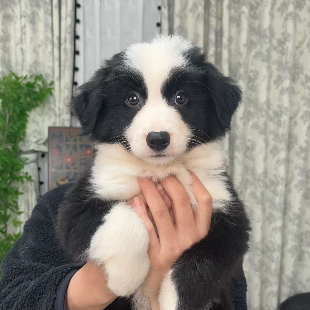 边牧、华育双血统边牧、边牧幼犬、边牧犬舍、边牧犬舍