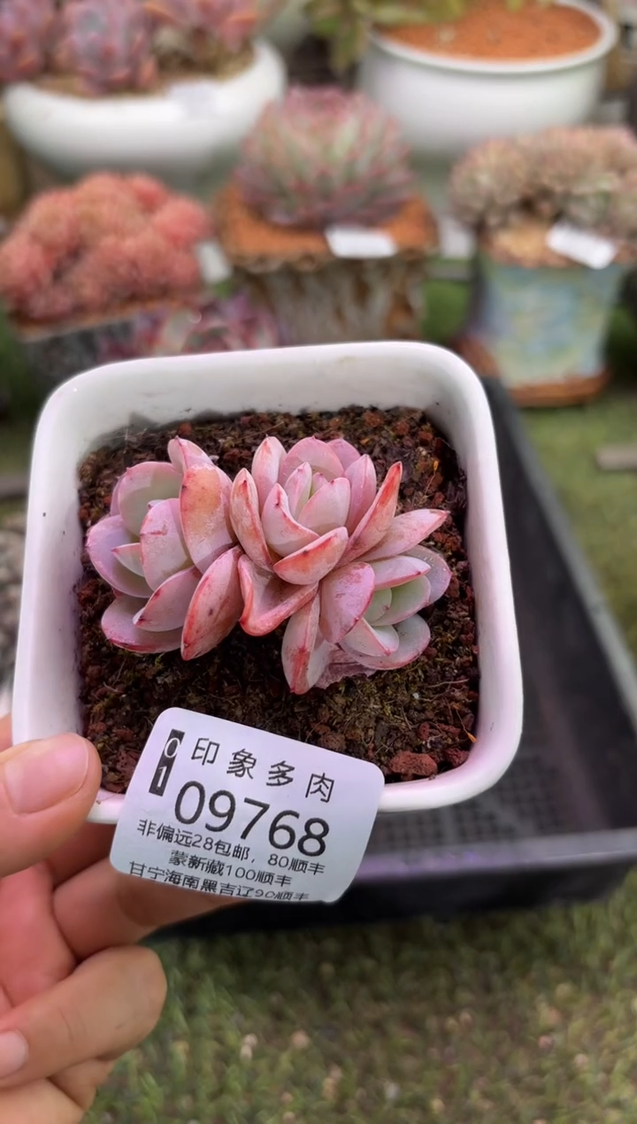 【闪购商品】09768