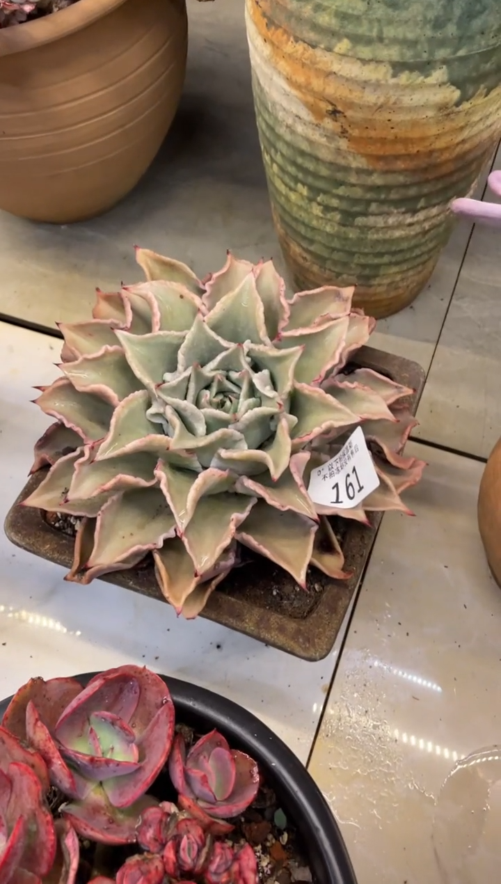 【闪购商品】161饺子皮