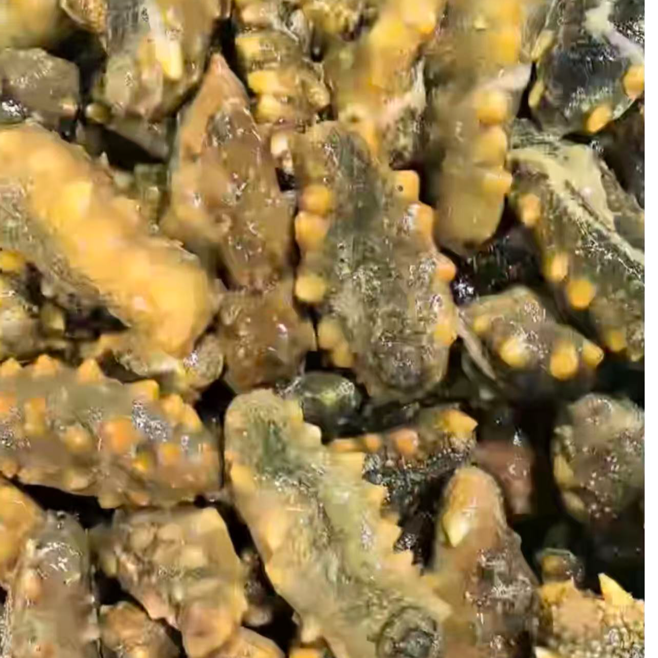 5~7头鲜活海参【肉质紧实】1~3斤装