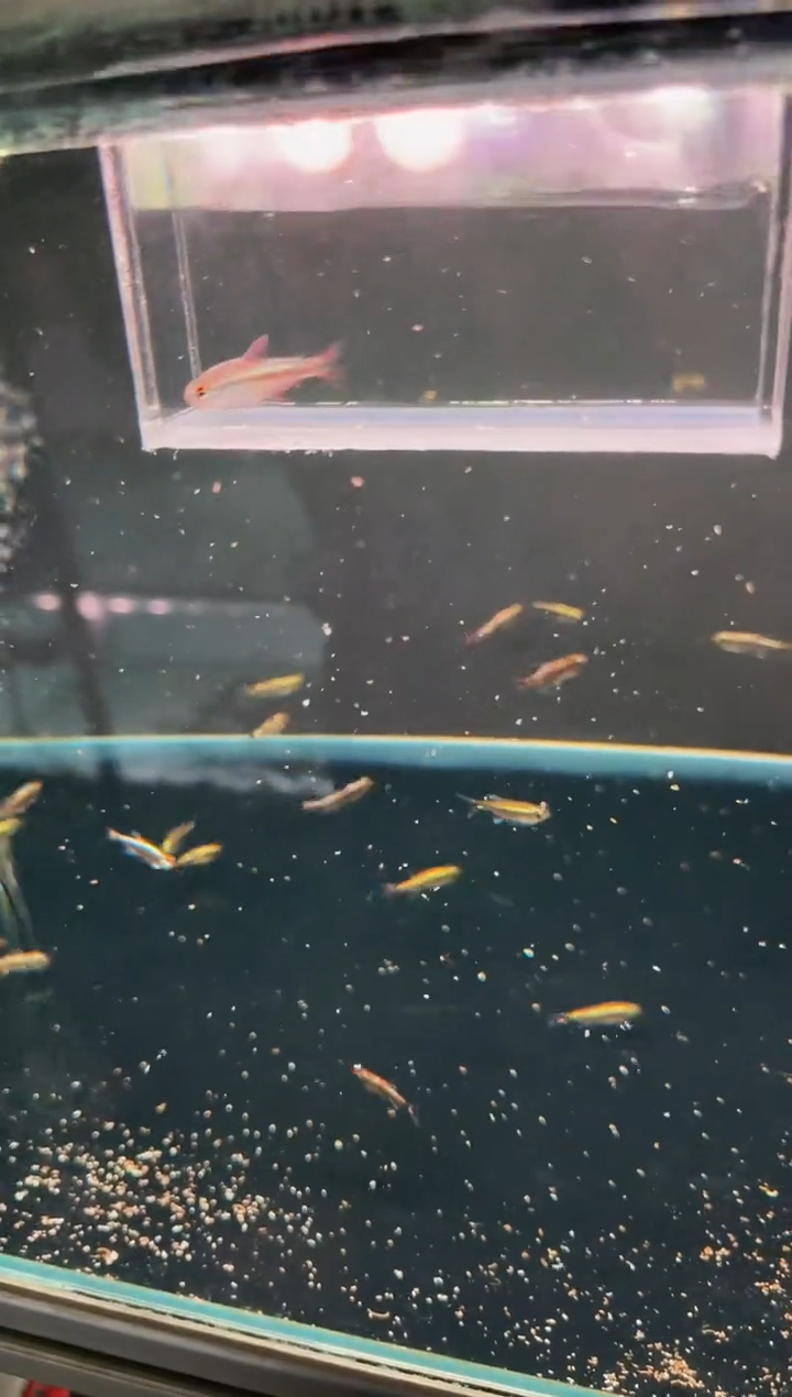 灯科鱼     杂鱼*1