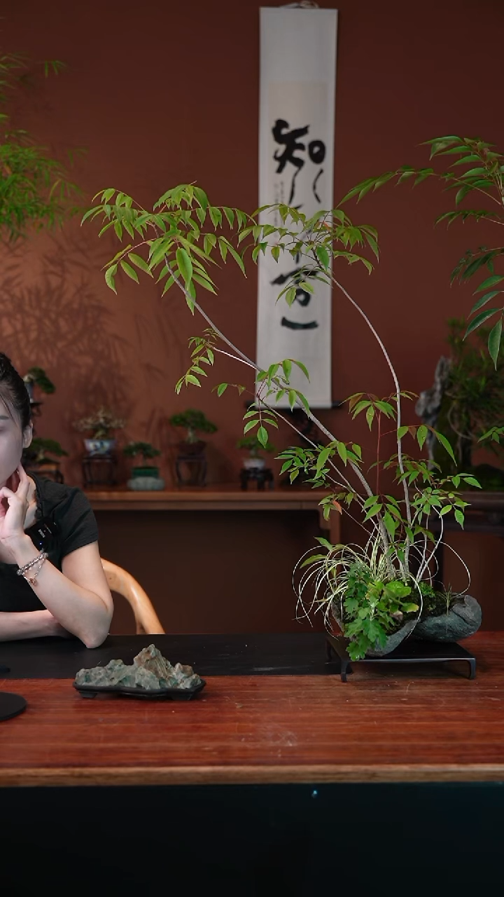 无花朵槭树盆景盆景盆景