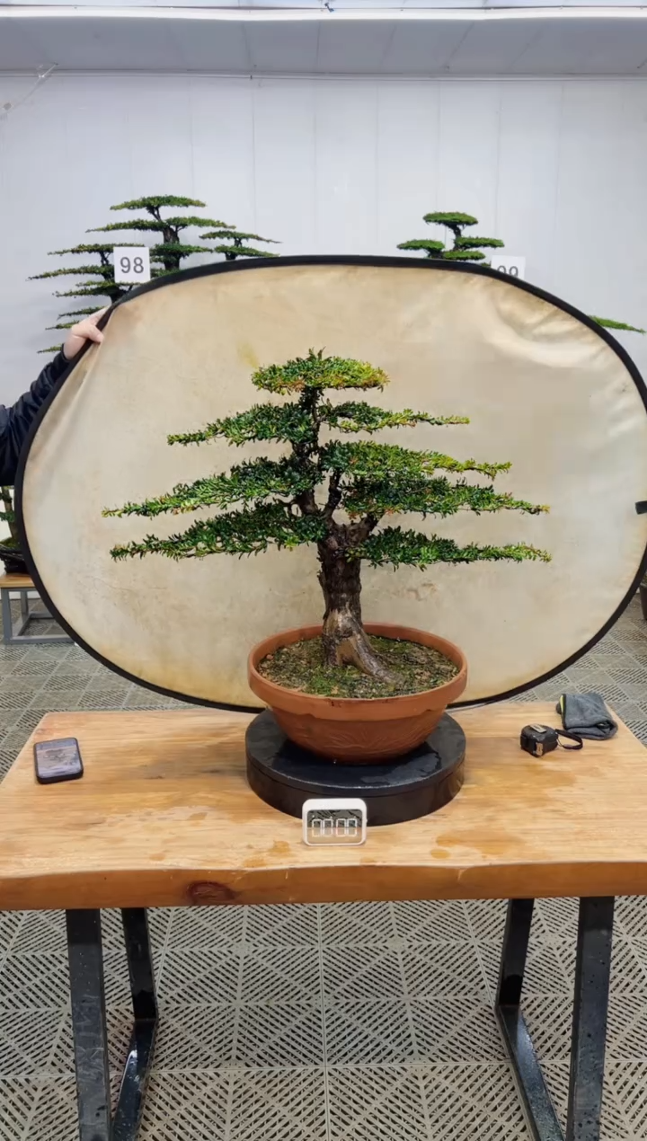 无花朵造型盆景.....