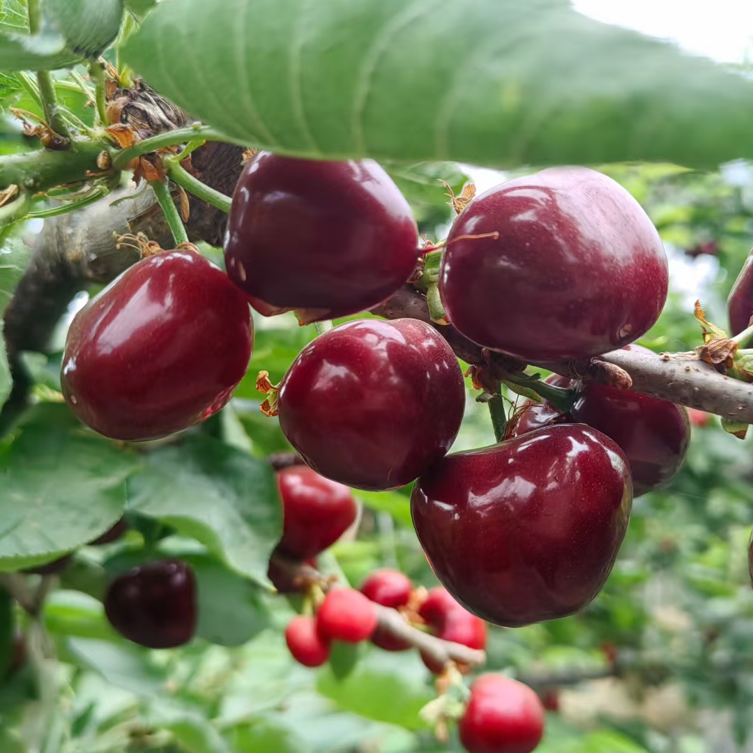 【买3斤送2斤 到手5斤】山东头茬新鲜现摘产地直发 瓜