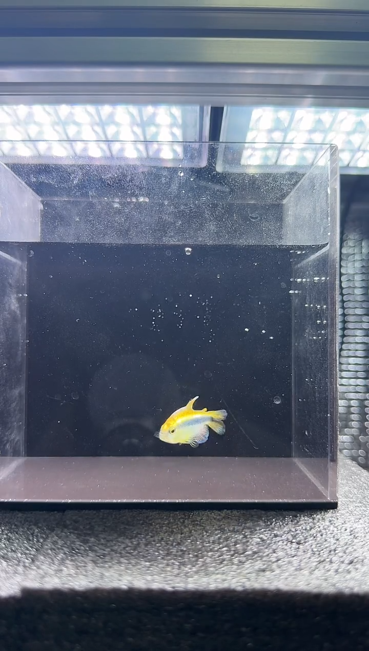 灯科鱼良****界白金柠檬蓝蒂