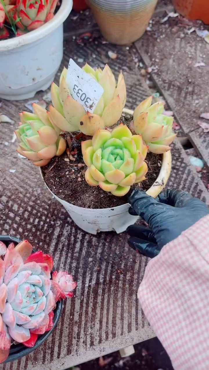 /****）跃跃精品多肉13033