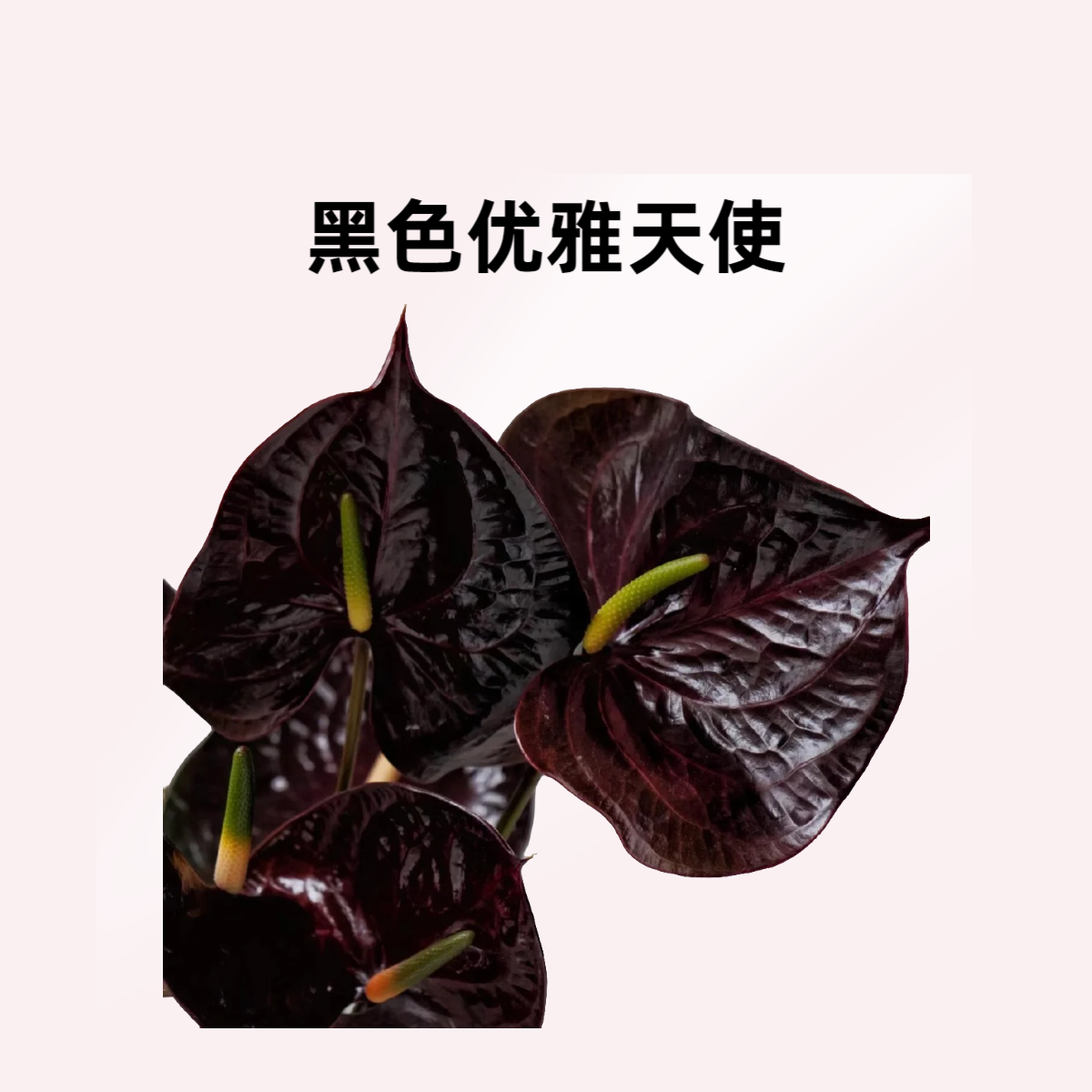 盆栽夏日夜曲巨巧克力花烛开花成株黑色恋人彩掌