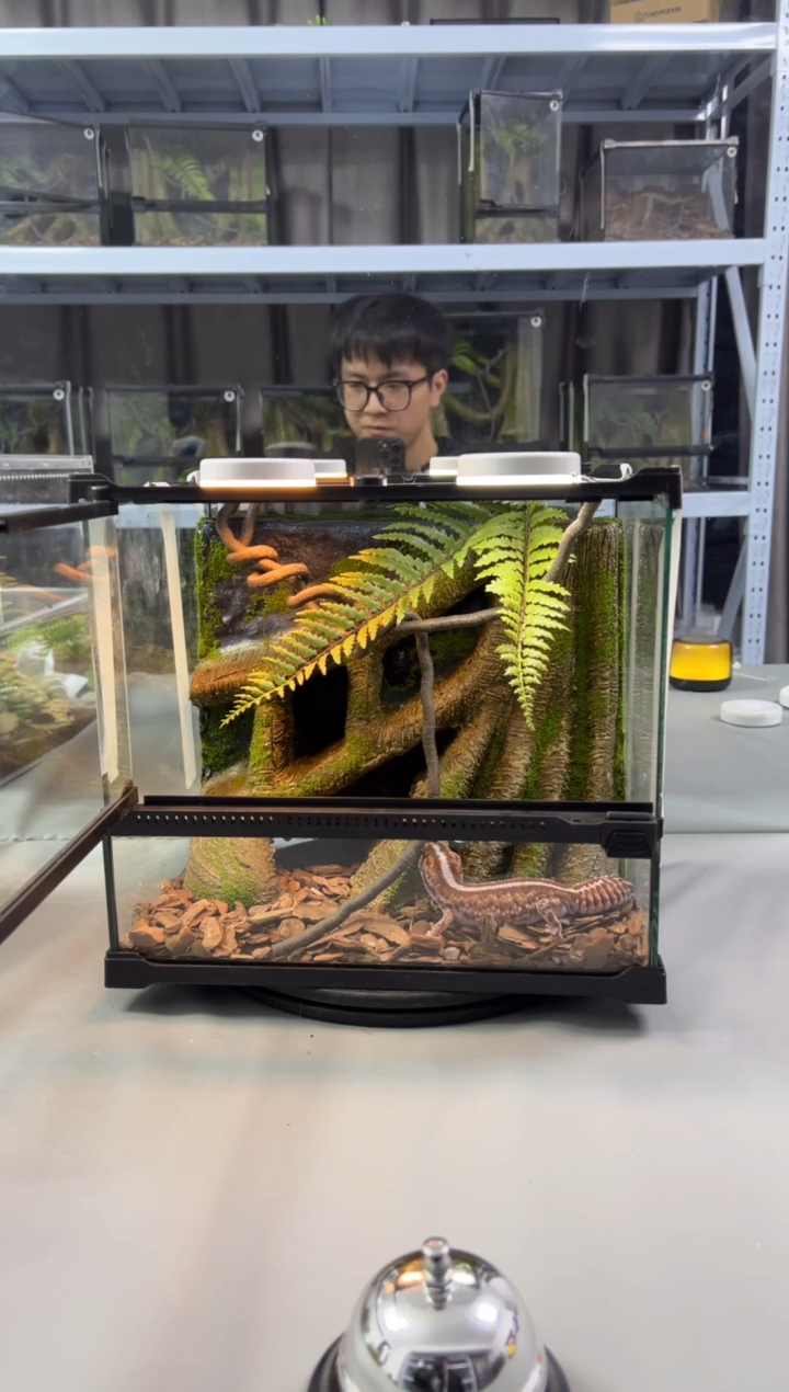 玻璃【长30宽25高27】爬宠造景缸睫角守宫树栖蜘蛛饲养箱爬宠爬虫缸