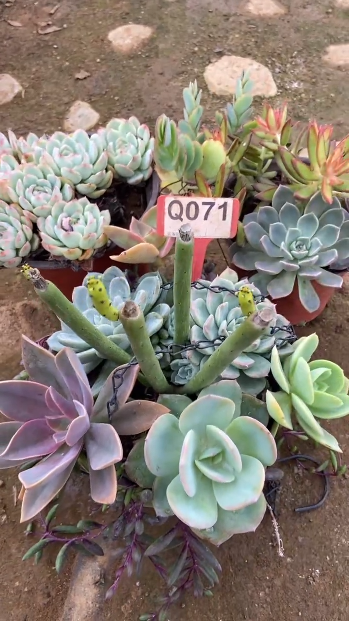 Q071多肉组合默认脱土发货