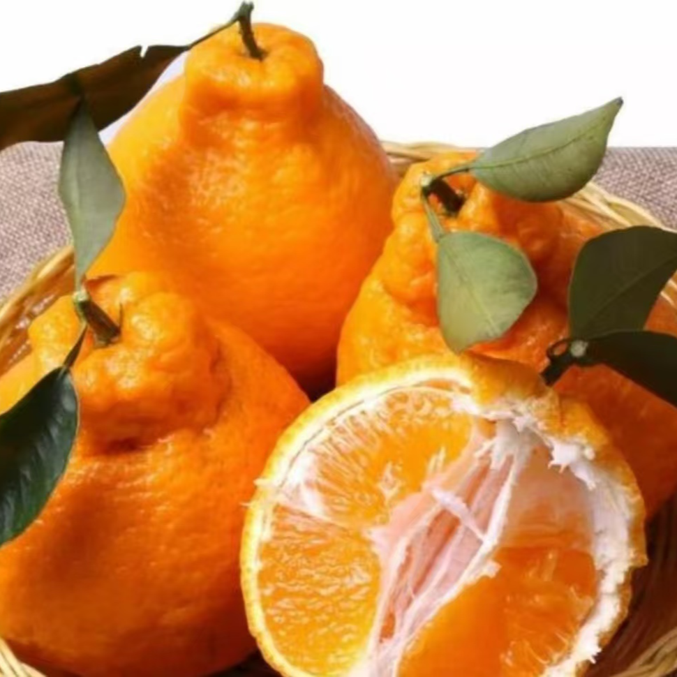 春见耙耙柑 汁水充足 净重3.8-4斤 京东包邮