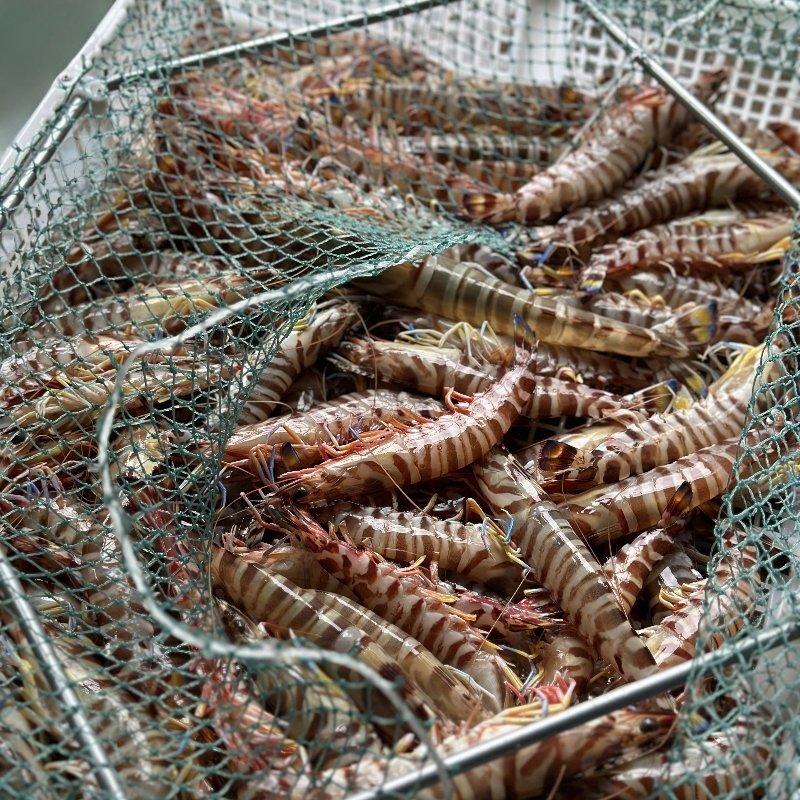 惠来野生斑节虾九节虾竹节虾肉质鲜嫩两份900g12条顺丰包邮