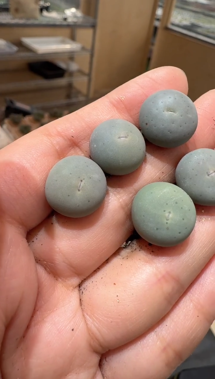 12多肉植物肉锥V嘴一颗