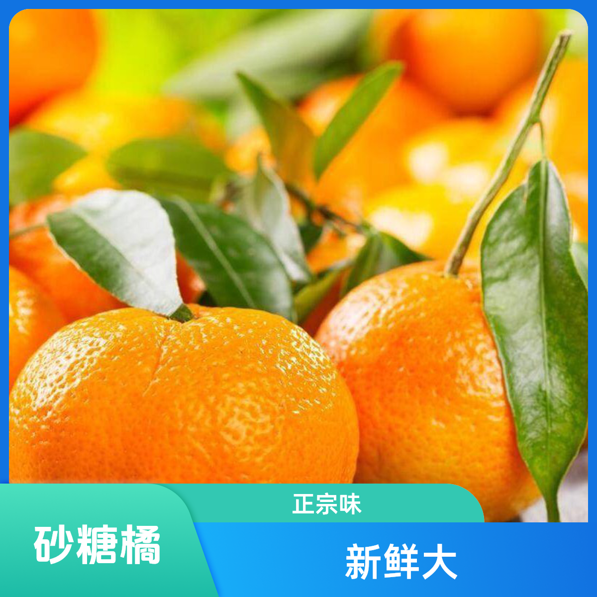 正宗砂糖橘 散称  约2斤/份四川省