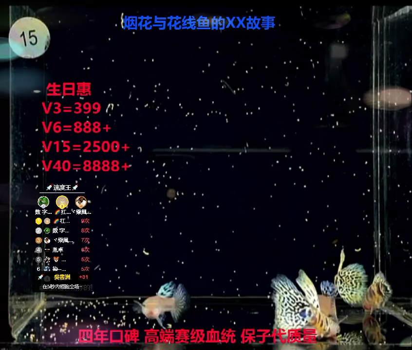 孔雀鱼花线虎斑幼鱼福利2对