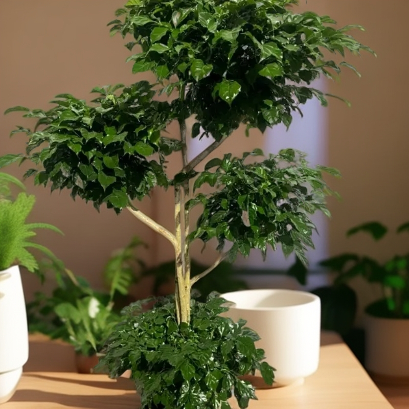 五层造型老桩绿宝幸福树盆栽净化甲醛室内大型绿植高170MM