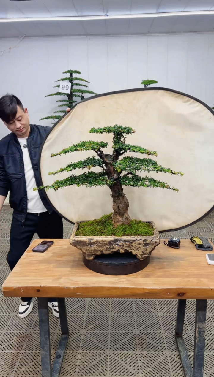无花朵造型盆景一物一拍
