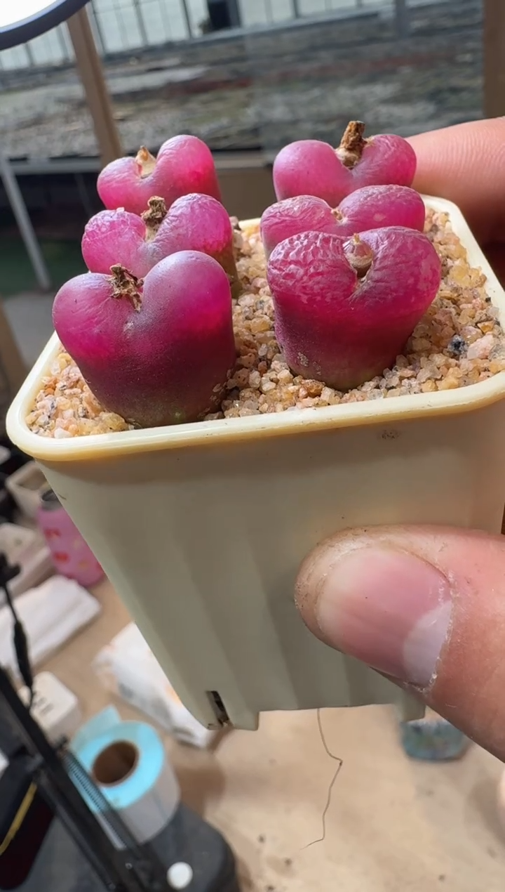 54多肉植物肉锥吕挽一颗