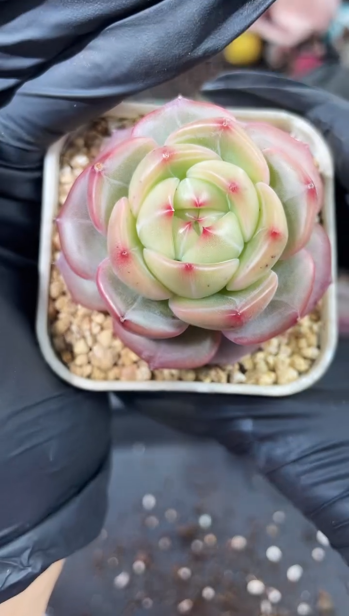 闪购933  时空之眼多肉一颗  4厘米